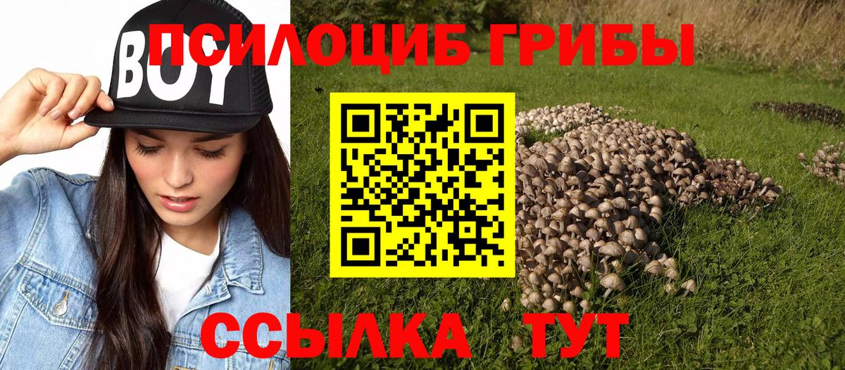 где купить   Галлюциногенные грибы прущие грибы  Вход с VPN  Ржев 